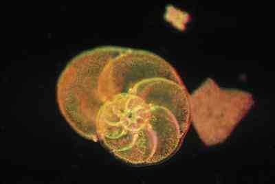 die Charakteristika der Tier-Wie Protists
