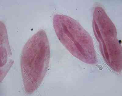die Charakteristika der Tier-Wie Protists