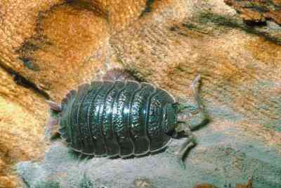 Lebenszyklus von Roly Poly
