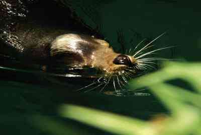 Wie einen Otter-Schuhkarton-Lebensraum bauen