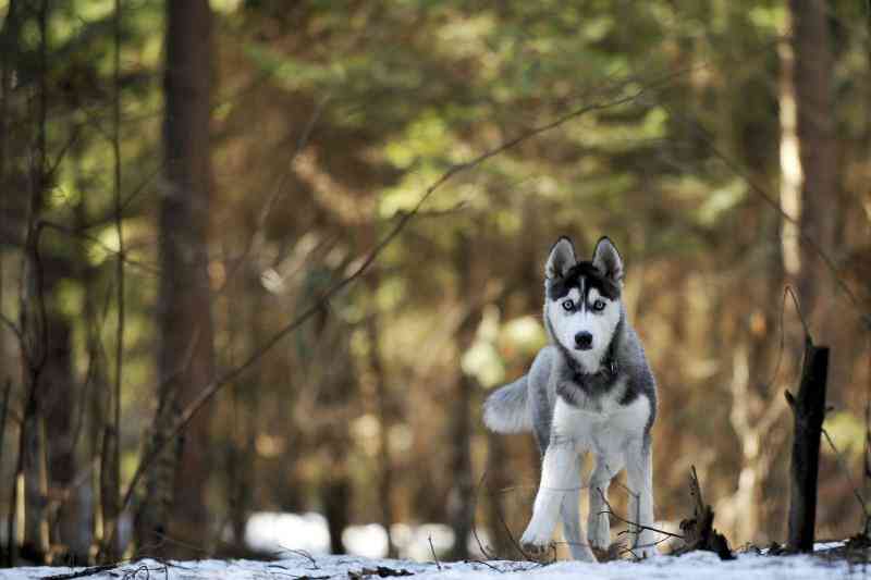 Welche Art von Wilder Hund Ist in 