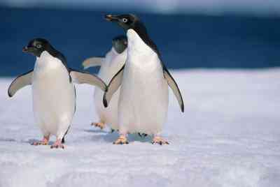 Wie erstelle ich einen Pinguin-Lebensraum