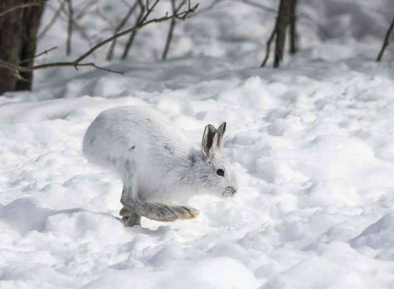  Was Sind die Anpassungen für die Tiere zum Überleben in der Taiga?
