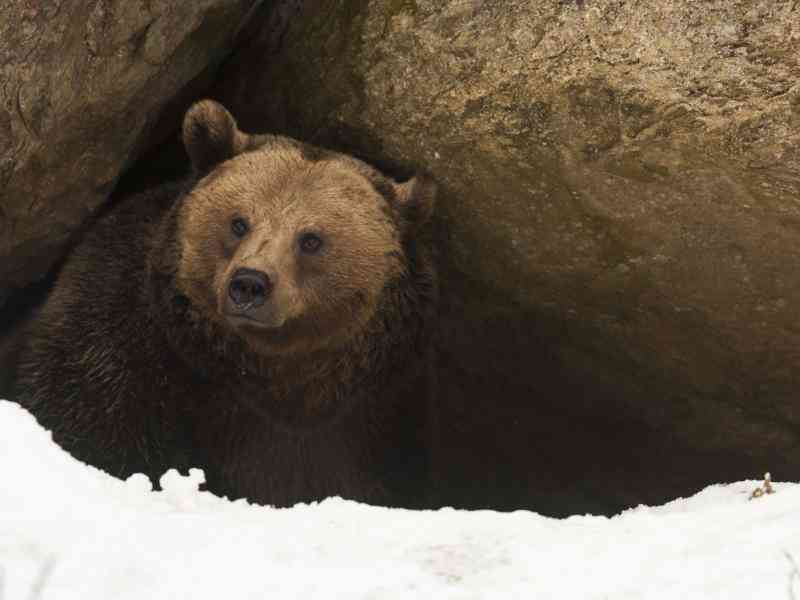  Was Sind die Anpassungen für die Tiere zum Überleben in der Taiga?