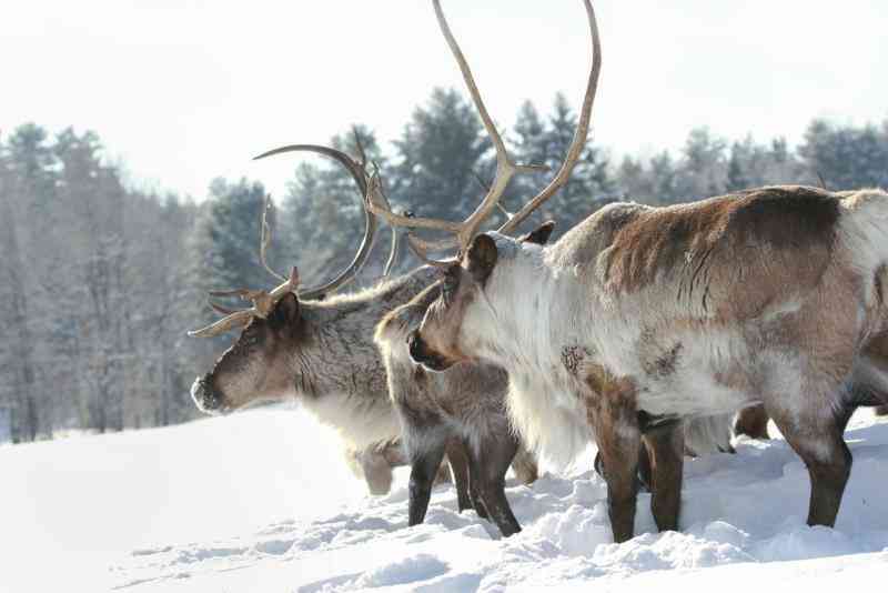  Was Sind die Anpassungen für die Tiere zum Überleben in der Taiga?