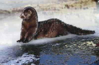 Farben der Mink Coats