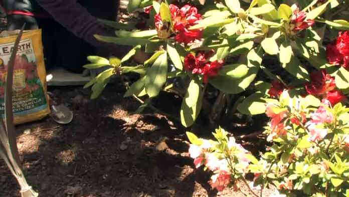 Wie düngen ich Rhododendren?