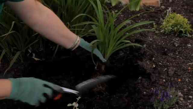 Gewusst wie: Garten Tag Lilien