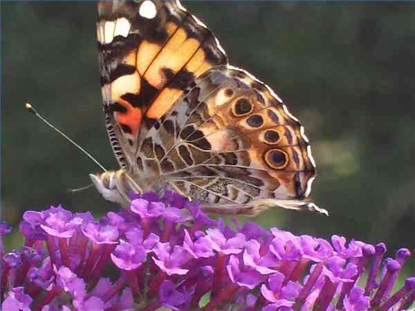 Was tun, Schmetterling, Eiern aussehen?