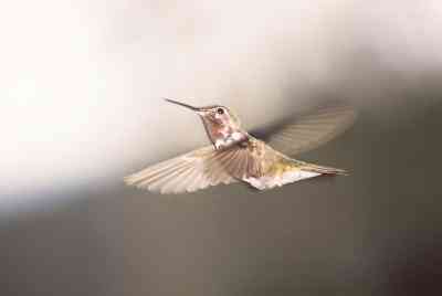 Wann man Hummingbird Feeder heraus in Kentucky setzen
