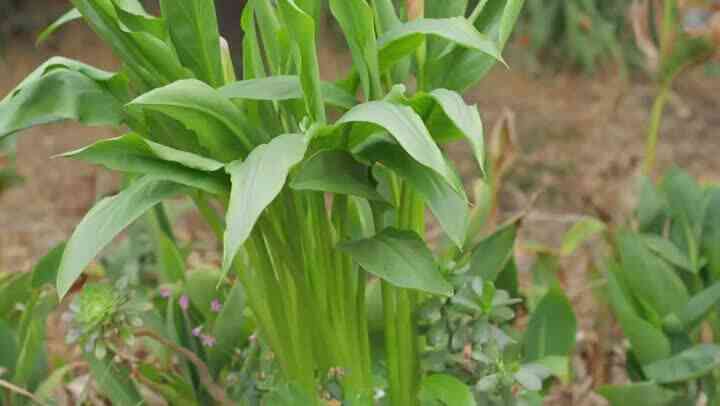 Gewusst wie: eine Calla Lilly Pflanze zurück schneiden