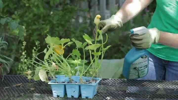 Wie Garten Schädlinge auf Sommerkürbis Pflanzen zu behandeln