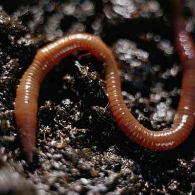 Kann Wurm Behälter bleiben draußen im Winter Kompostieren?