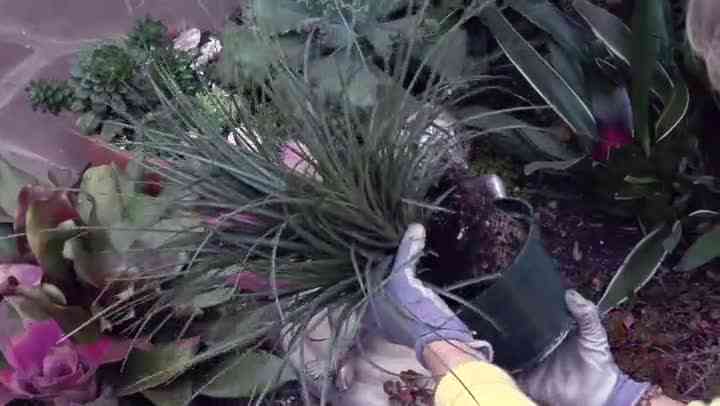 Wie man Bromelien neu verpflanzt