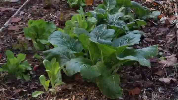 Gewusst wie: Zwischenfrüchten in einem Gemüsegarten