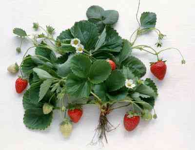  Was Ist der Unterschied Zwischen Juni-Lager und Everbearing Erdbeeren?