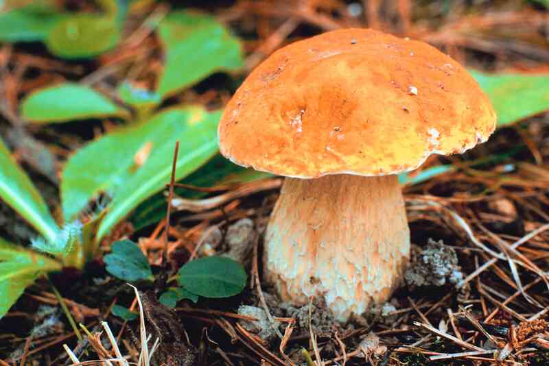 Wie zu Verwenden Kokos-Substrat für Pilze