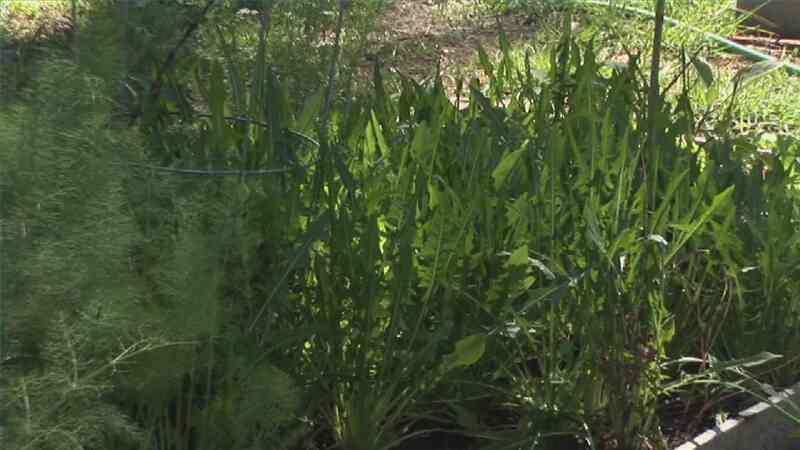 Field Guide to Gartenpflanzen
