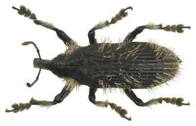 Arten von Insekten mit vielen Beinen