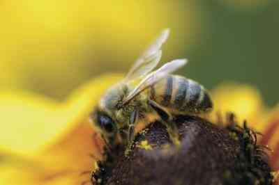 Was tötet Bienen und Wespen?