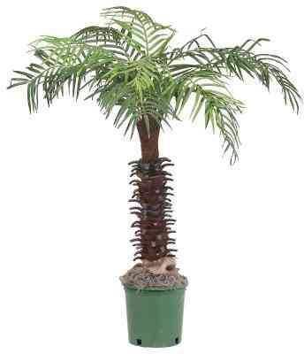 Wie schnell wächst eine Palme?