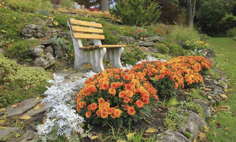 Welche Blumen blühen im September?