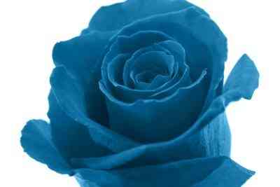 Was bedeutet eine blaue Rose Stand?