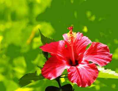Mein HibiskusBaum hat schwarze Flecken auf den Blüten