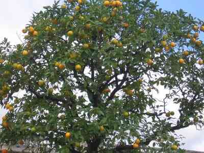 Wie man pflanzt Orangenbäume in Florida