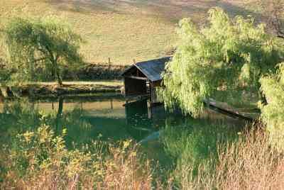 Bäume in Washington State