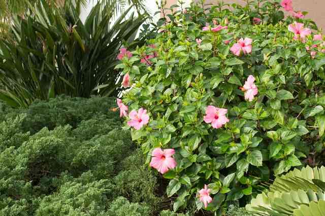 Wie man einen HibiskusBaum schneiden