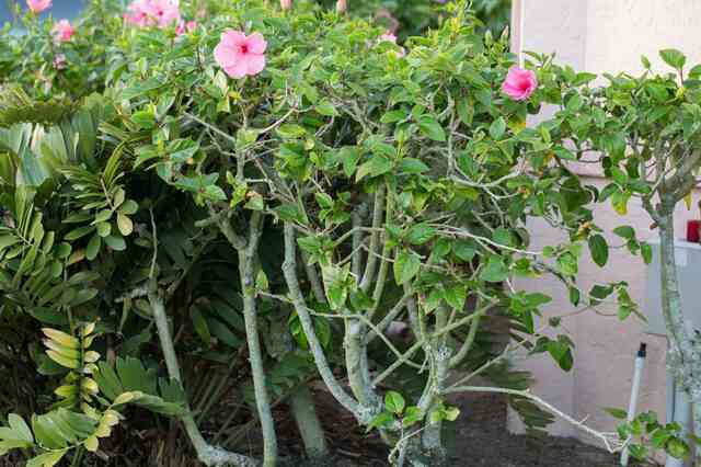 Wie man einen HibiskusBaum schneiden