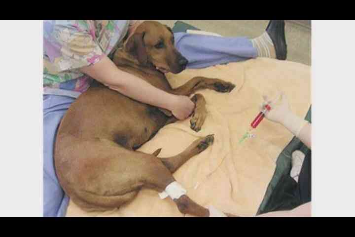 Nebenwirkungen der Chemotherapie bei Hunden