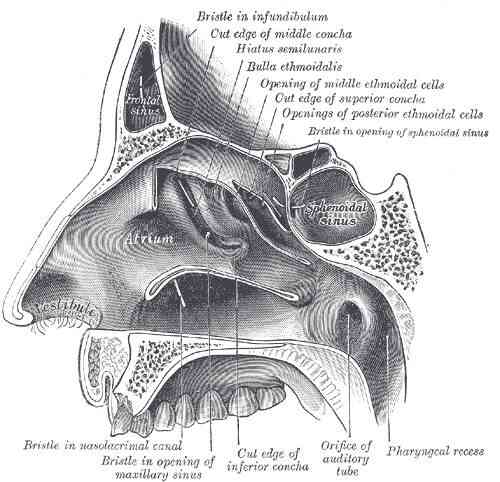 Chronischen Sinusitis-Symptome: Balance-Vision-Probleme