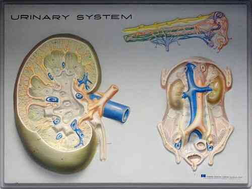 Was sind die Ursachen der Nierenbecken Dilatation?