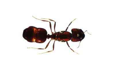 Arten von Ameisen in Südkalifornien