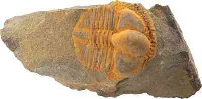 How to Identify Fossil Bones