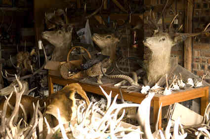 Home Decorating With Taxidermy