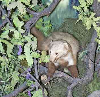 Home Decorating With Taxidermy