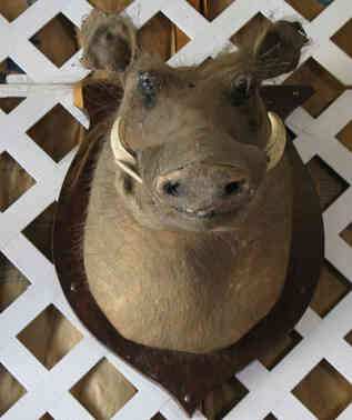 Home Decorating With Taxidermy