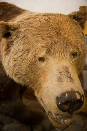 Home Decorating With Taxidermy