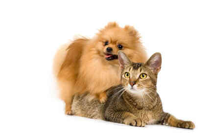  Was Ist der Unterschied Zwischen Frontline für Katzen & Hunde?