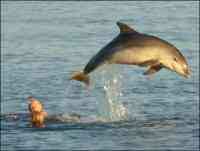 Wie man Mit Delfinen Schwimmen in Zypern