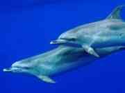 Wie man Mit Delfinen Schwimmen in Portugal