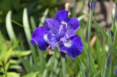Was Macht ein Lila Iris Symbolisieren?