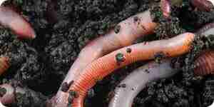 Erhöhung der Regenwürmer: Regenwurm Informations- und Landwirtschaft