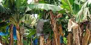 Wachsen und Fürsorge für Bananenbäume