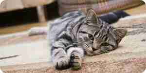 Reinigung der Katze Erbrochenes aus Teppichböden: Teppichreinigung Tipps