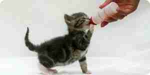 Kätzchen füttern: Kätzchen-Formel, in Dosen und Trockenfutter Katze