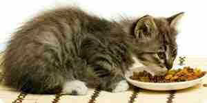 Wählen Sie Katzenfutter: finden Sie die beste Katze Essen